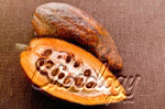 cocoabean copy